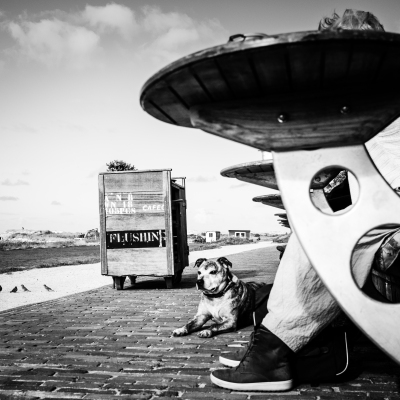 hond-terras-2132