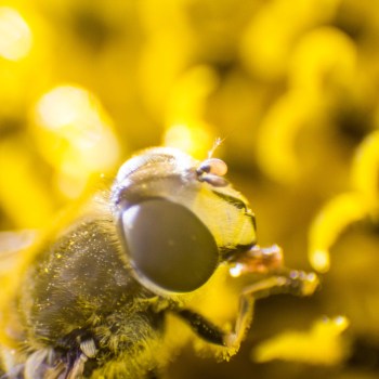 bij-op-zonnebloem-5582