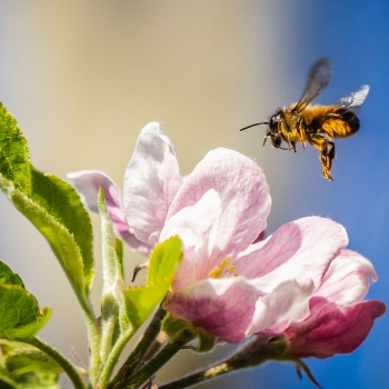 bijtje-bij-appelbloesem-2935