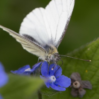 klein-geaderd-witje-7018