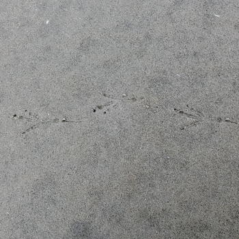 strand-tekening-1020747