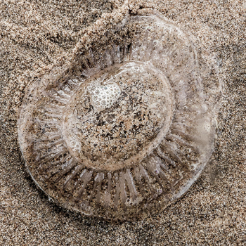 strandtekening-1050179-site