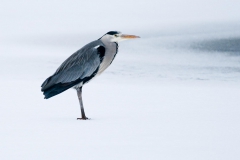 reiger op ijs